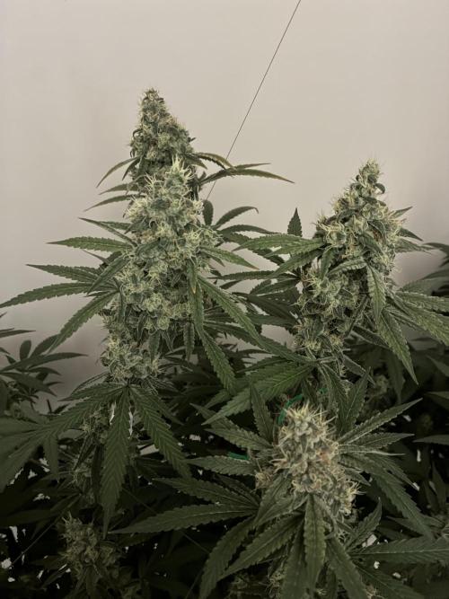 cosmic cheddar f1 revegetation. Week 9