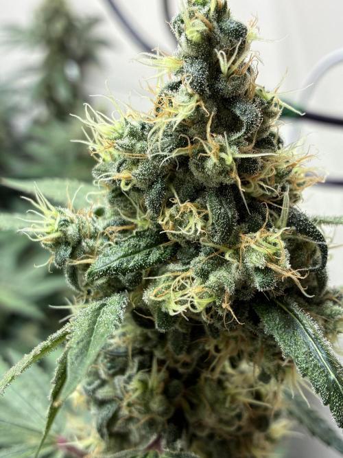 cosmic cheddar f1 revegetation. Week 9