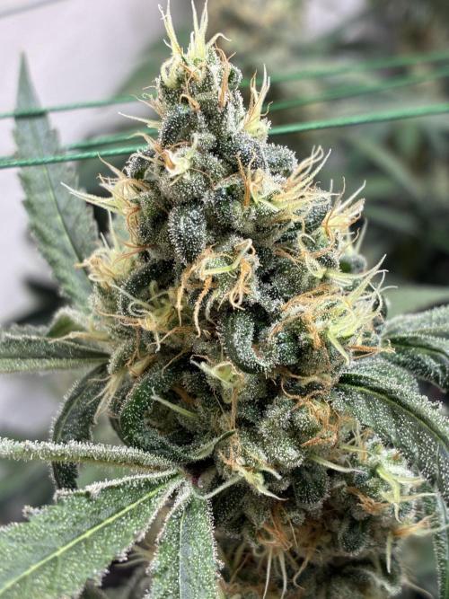 cosmic cheddar f1 revegetation. Week 9