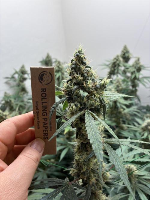 cosmic cheddar f1 revegetation. Week 9