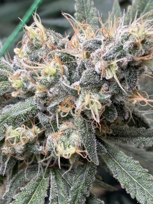 cosmic cheddar f1 revegetation. Week 9