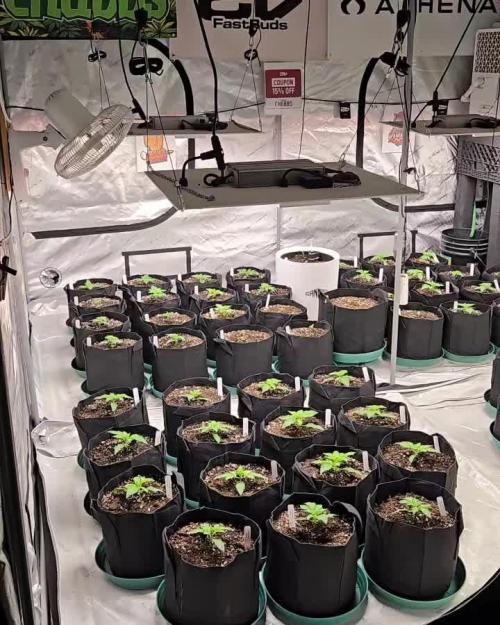 Kamala Og Auto