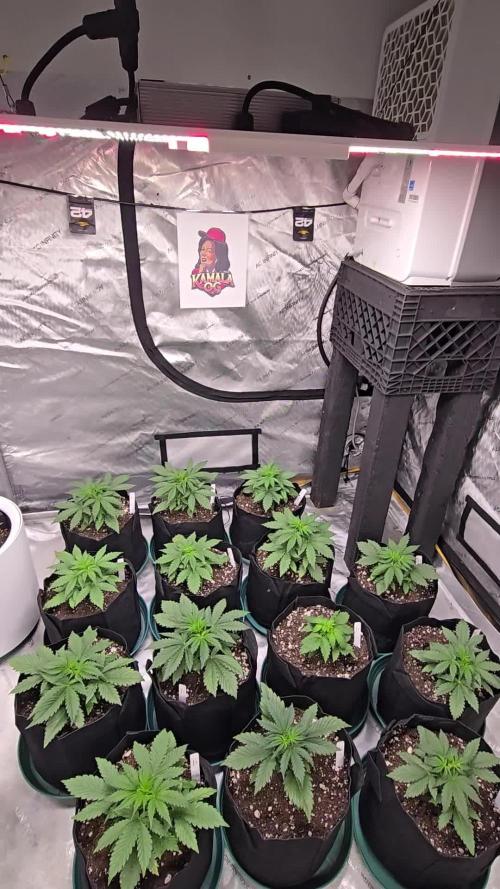 Kamala Og Auto