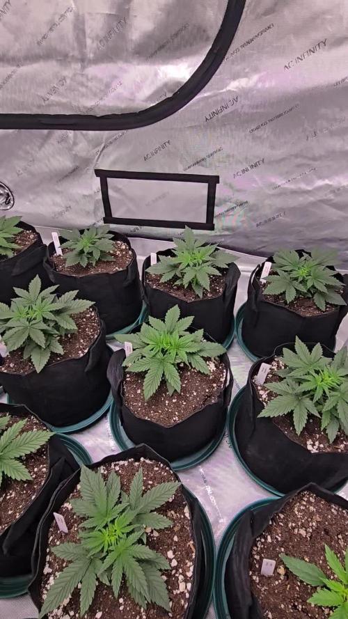Orange President Auto