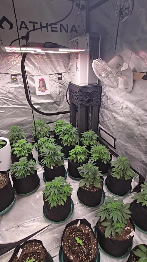 Kamala Og Auto