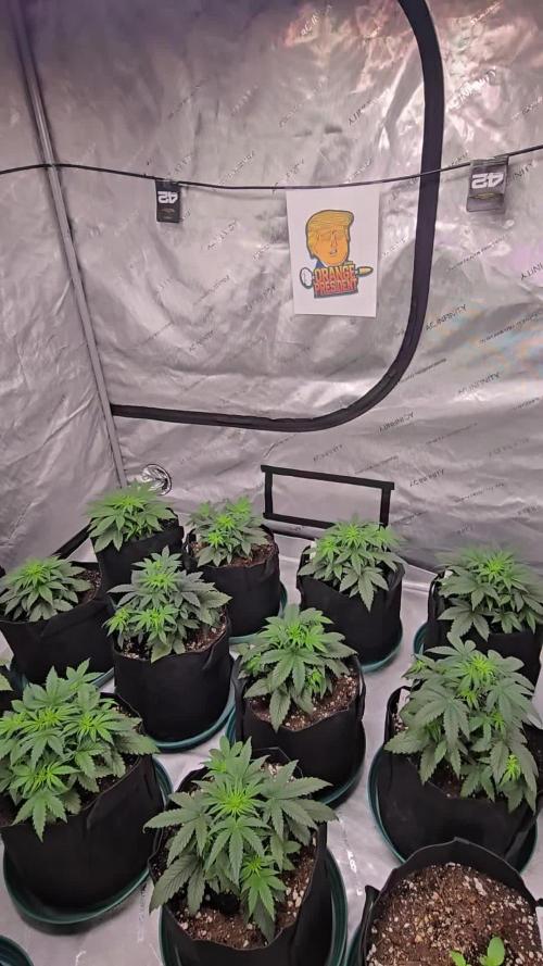 Orange President Auto