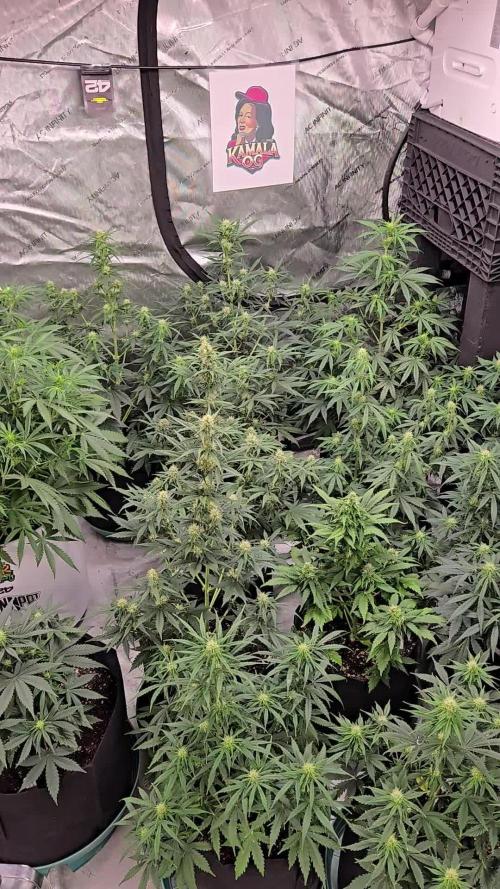 Kamala Og Auto