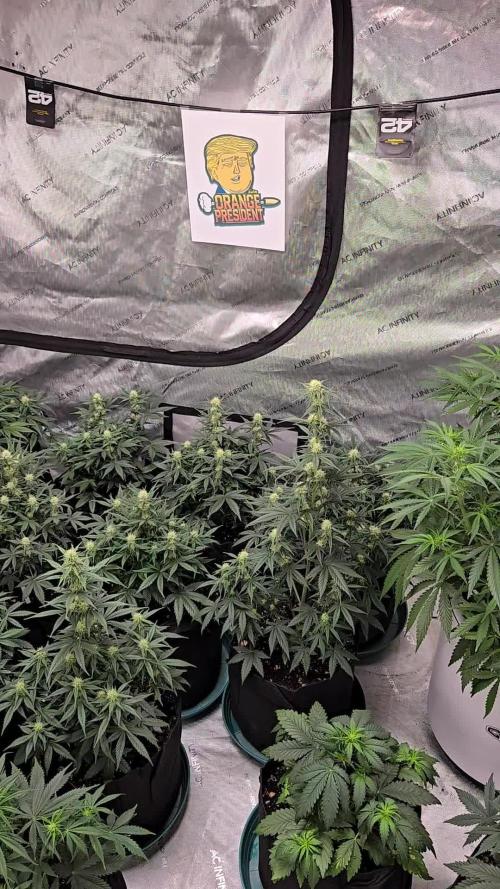 Orange President Auto