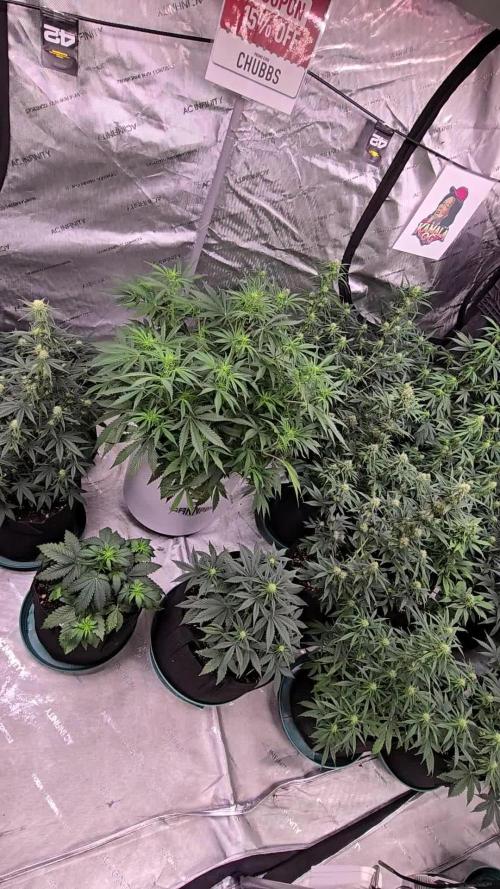 Sour Jealousy Auto