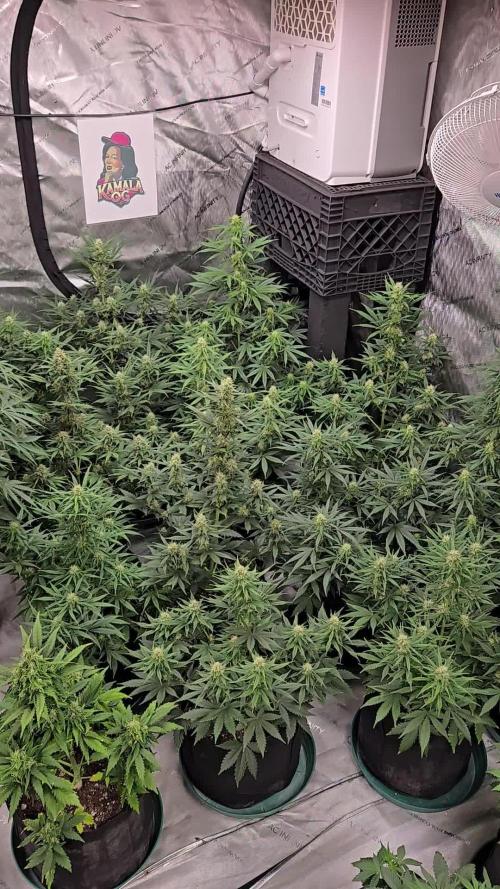 Kamala Og Auto
