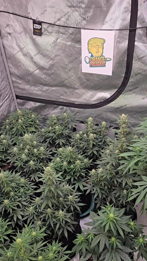 Orange President Auto