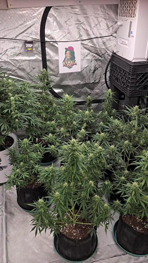 Kamala Og Auto