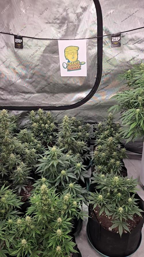 Orange President Auto
