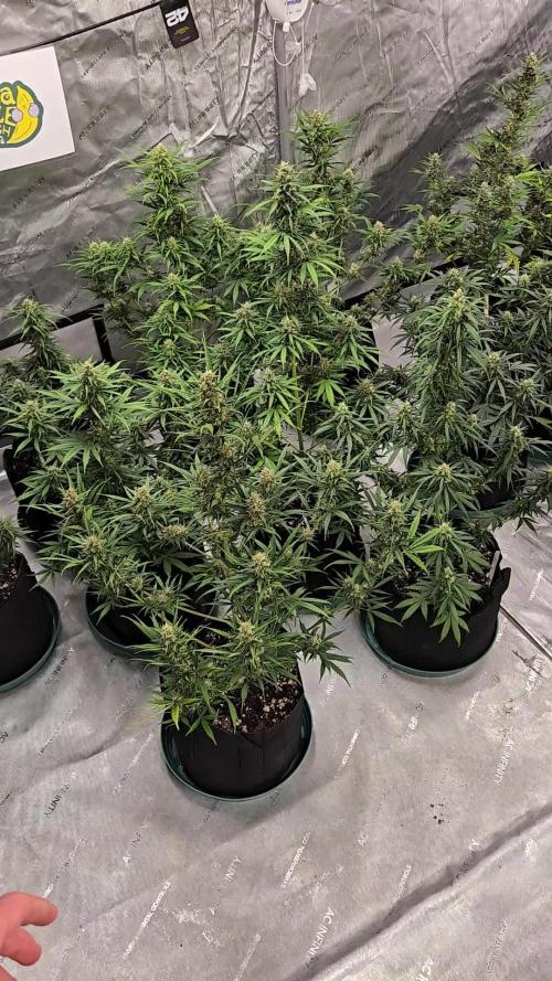 Kamala Og Auto