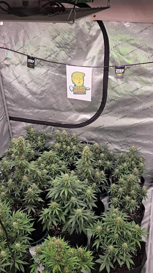 Orange President Auto