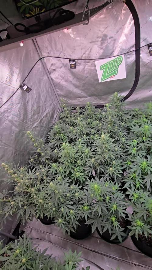 SuperBoof Auto
