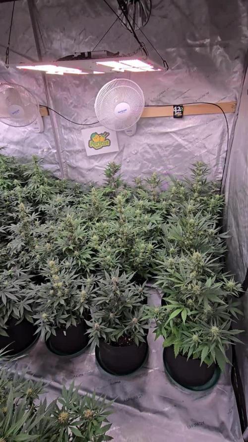 Apricot Auto