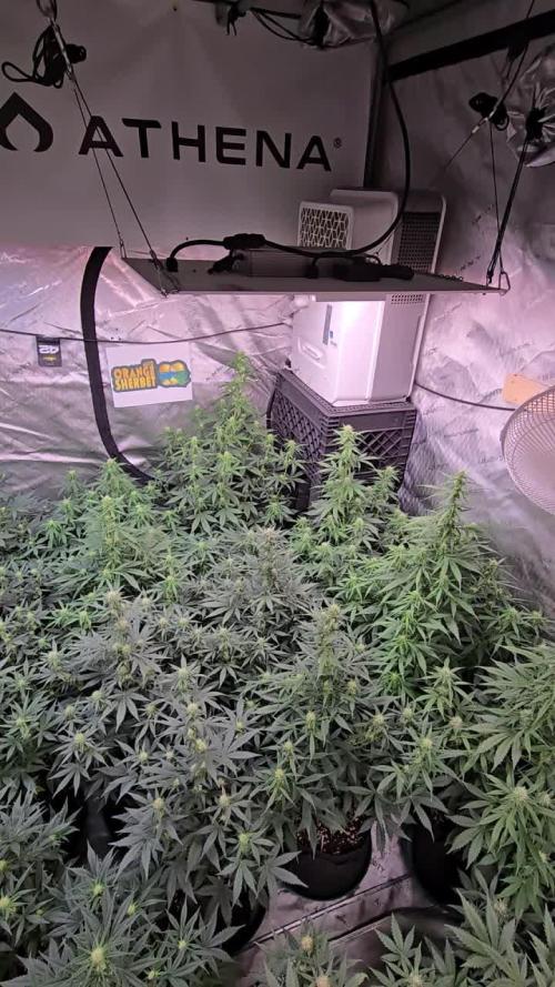 Orange Sherbet Auto