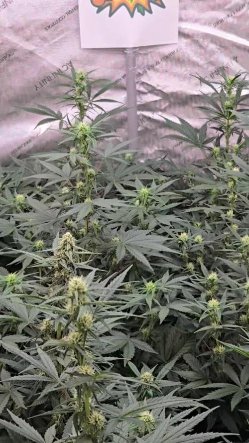 SuperBoof Auto