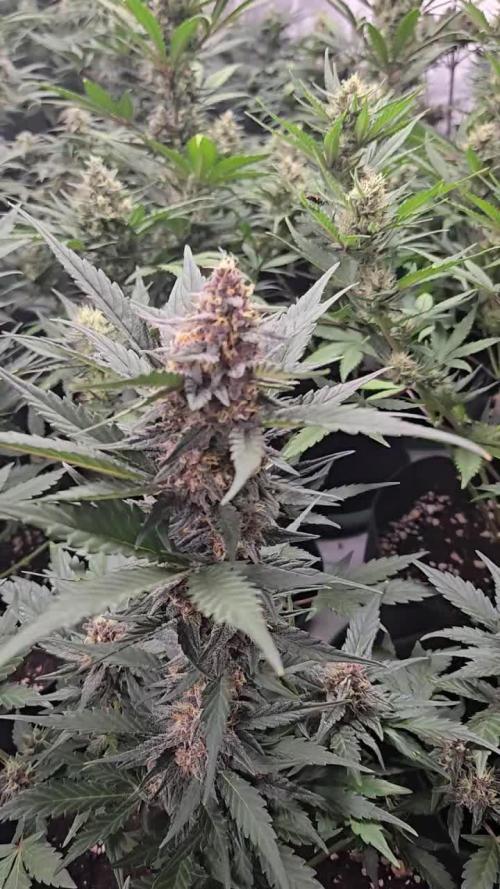 Apricot Auto
