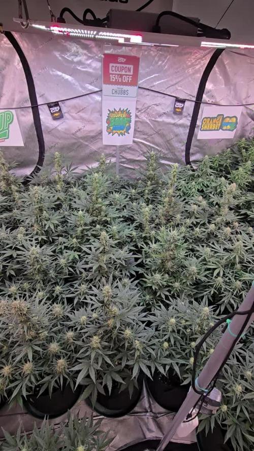 SuperBoof Auto