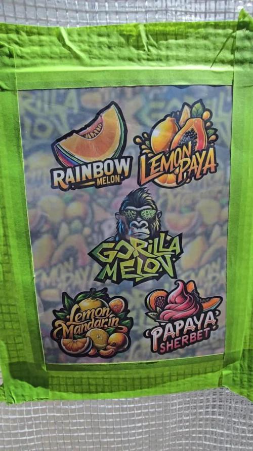 PapayaSherbet