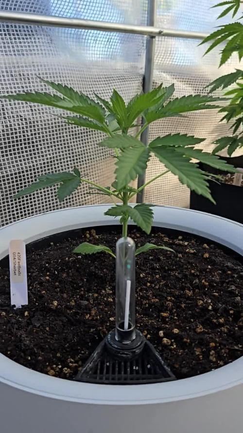 GG4/Sherbet Fast Flowering
