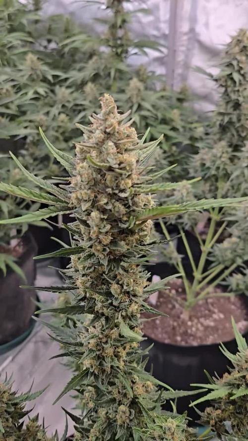 Apricot Auto