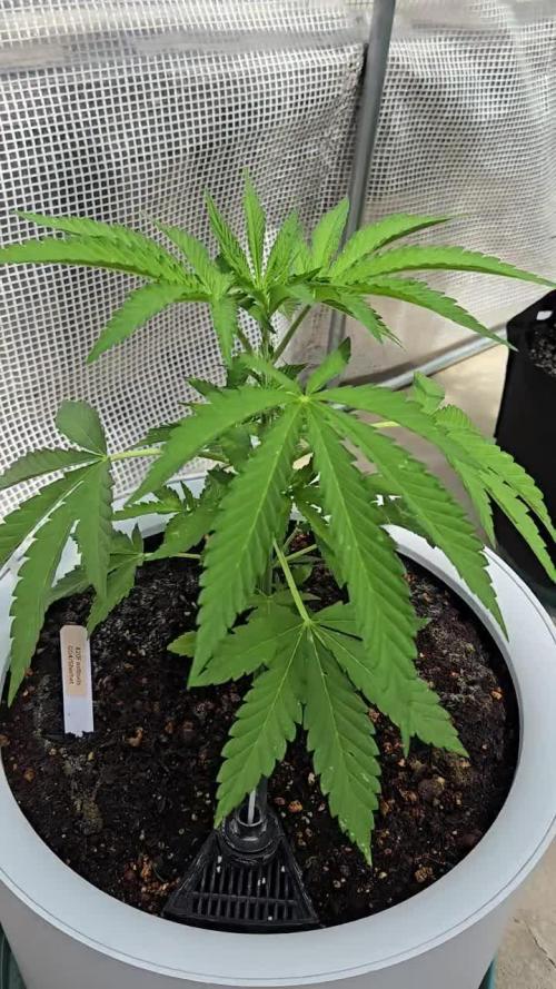 GG4/Sherbet Fast Flowering