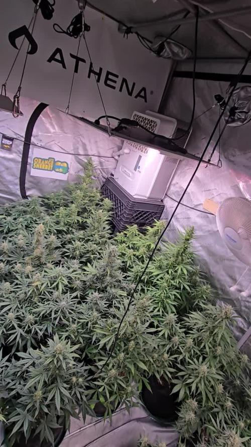 Orange Sherbet Auto