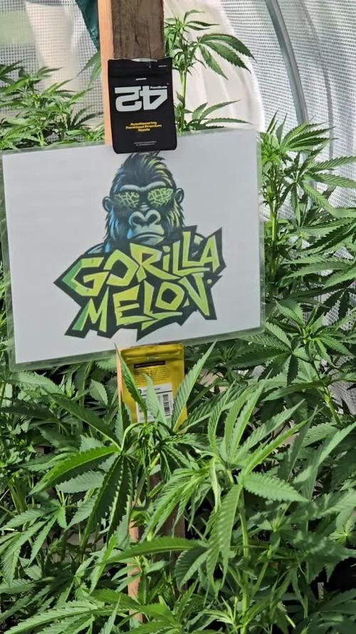 GorillaMelon
