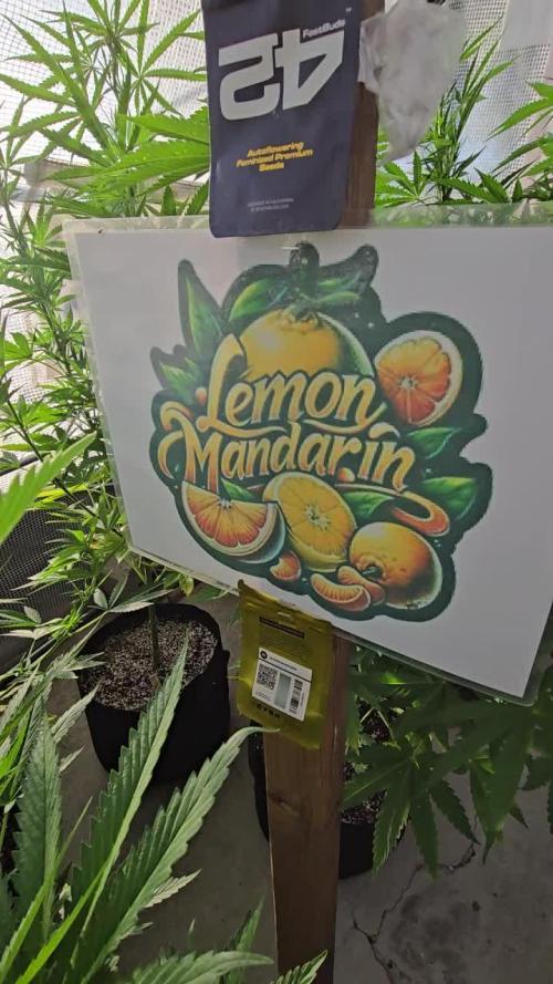 LemonMandarin