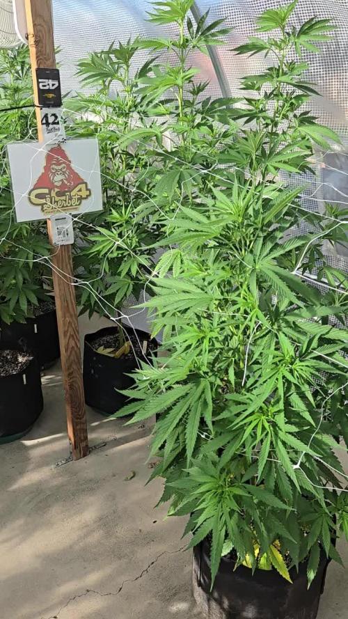 GG4/Sherbet Fast Flowering