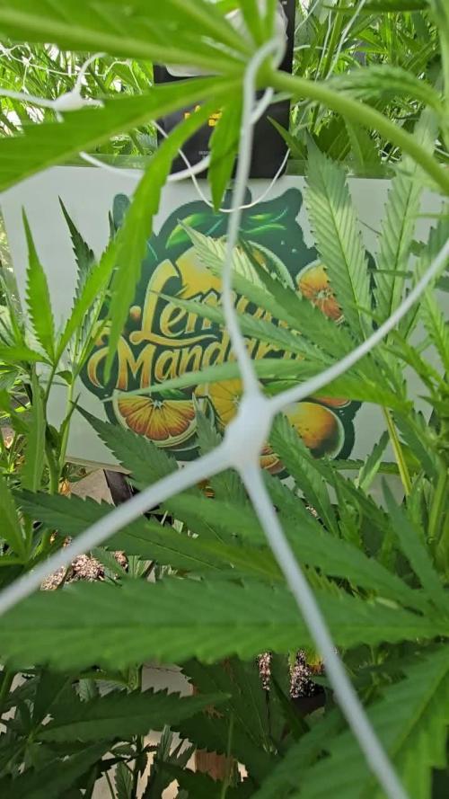 LemonMandarin
