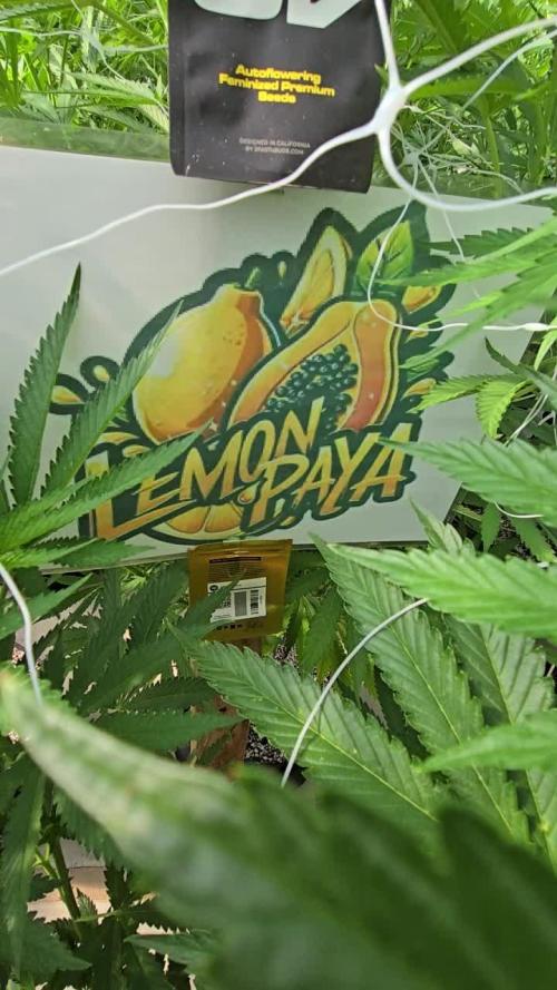 LemonPaya