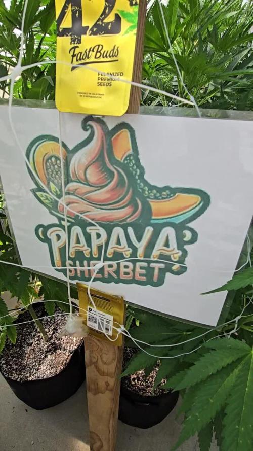 PapayaSherbet