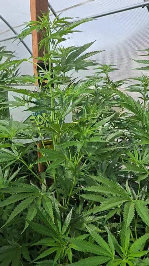 GG4/Sherbet Fast Flowering