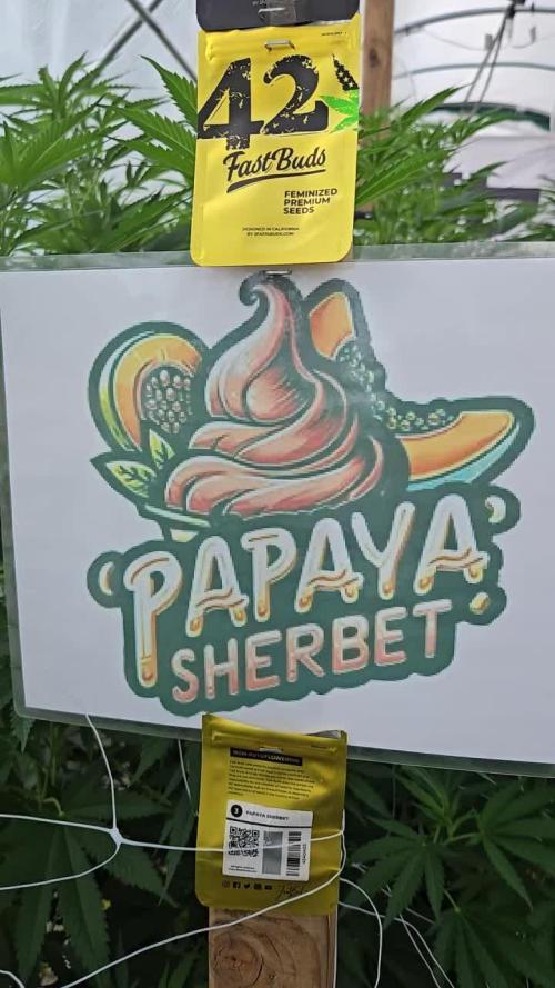 PapayaSherbet