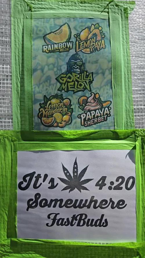 GG4/Sherbet Fast Flowering