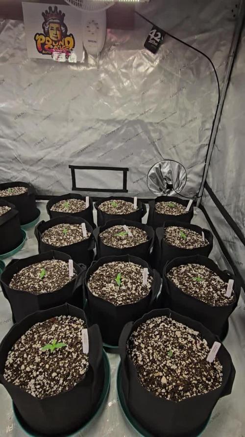 PoundCake Auto