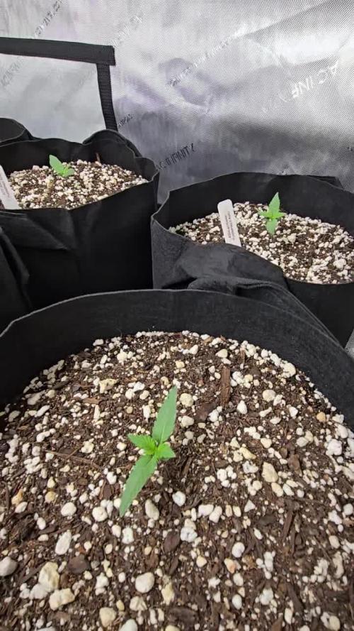 PurpleHaze Auto