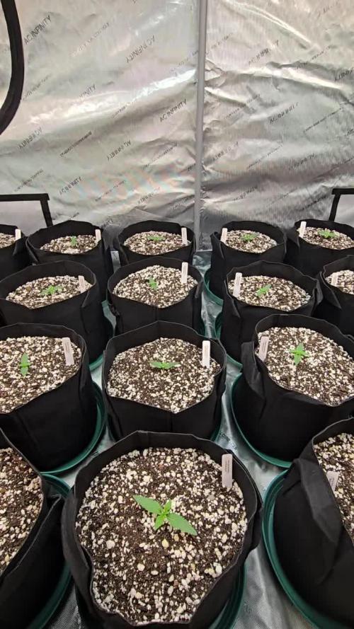CherryCola Auto
