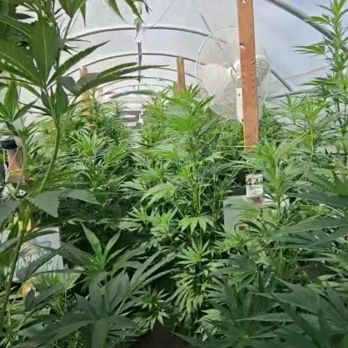 GG4/Sherbet Fast Flowering