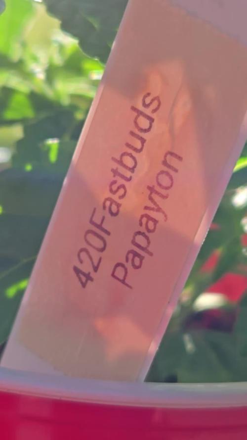 Papayton