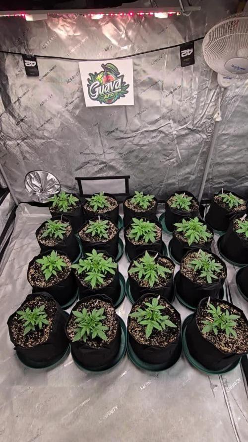 Guava Auto