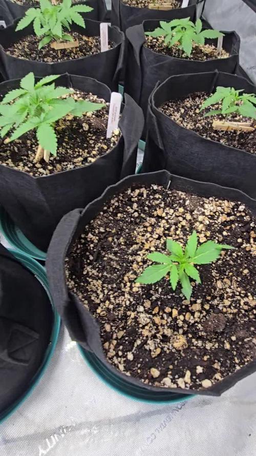 PoundCake Auto
