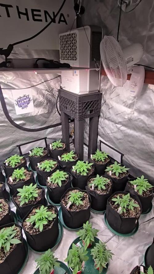 PurpleHaze Auto