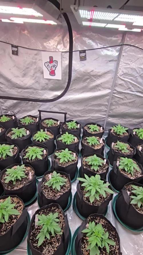 CherryCola Auto