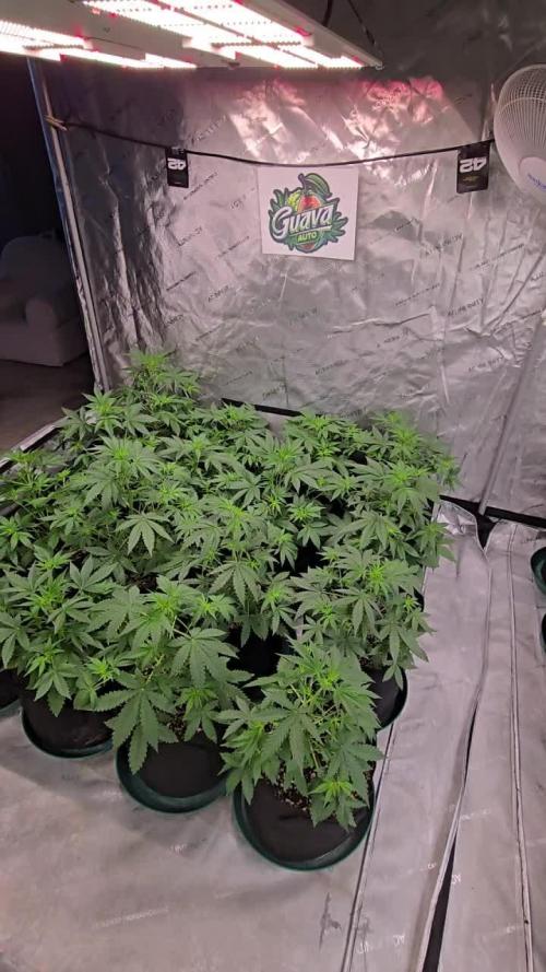 Guava Auto