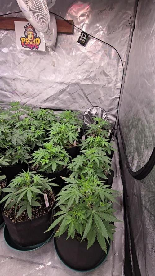 PoundCake Auto